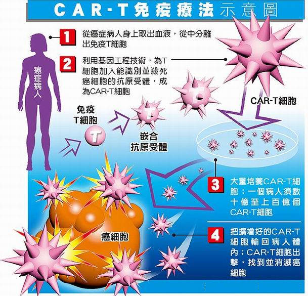 圖解CAR-T免疫療法。圖/取自台灣癌症基金會官網