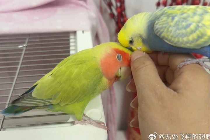    新購鳥類應隔離觀察至少14天，清理鳥籠時務必配戴口罩與手套。圖/取自無處飛翔的翅膀微博