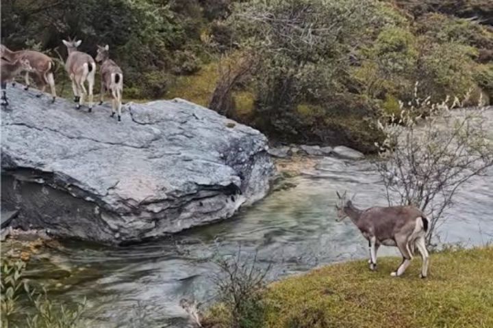 不是沒實力、只是很猶豫  岩羊勇躍激流  像極了人生