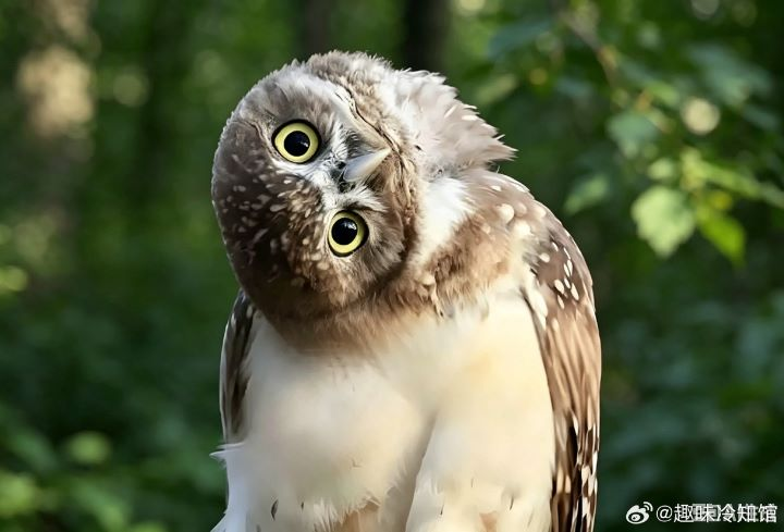 黑夜獵手貓頭鷹眼球竟被「焊死」　270度轉頭不怕斷血管