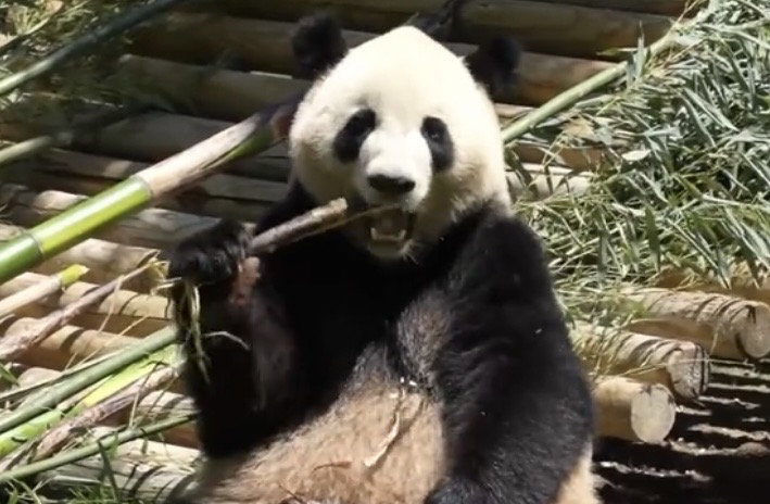 貓熊最愛吃的食物是竹子。圖／截自新華社