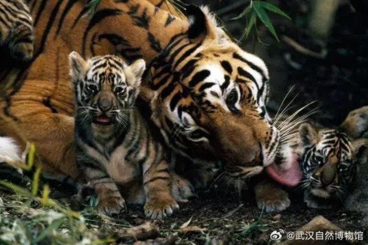 大型貓科動物撫育下一代，常低頭不斷輕柔舔舐。圖/取自武漢自然博物館微博