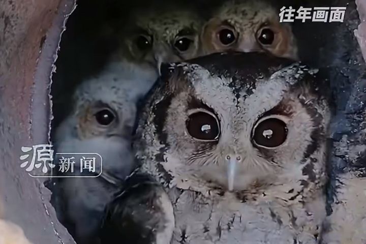 貓頭鷹飛回自家煙囪築巢、產卵並育雛，待幼鳥羽翼漸豐後再離開。圖/取自源新聞影片