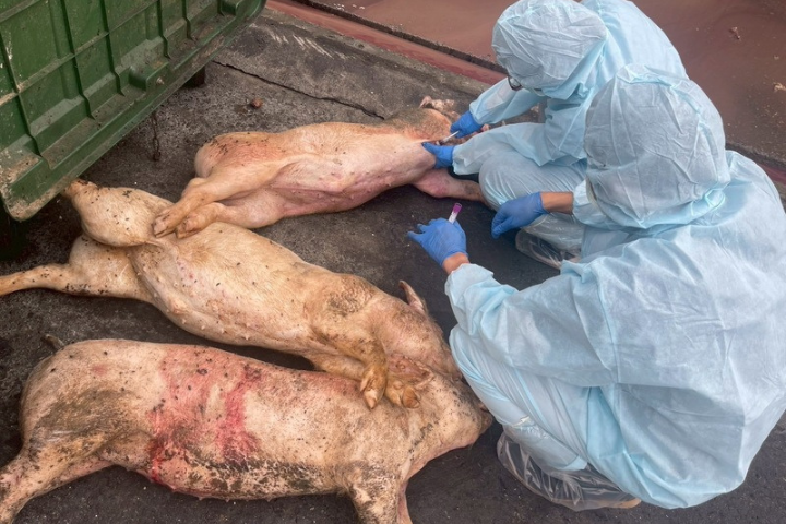 28頭染疫豬流向曝　彰化4頭死豬已採樣送驗　動防所：暫無異常死亡