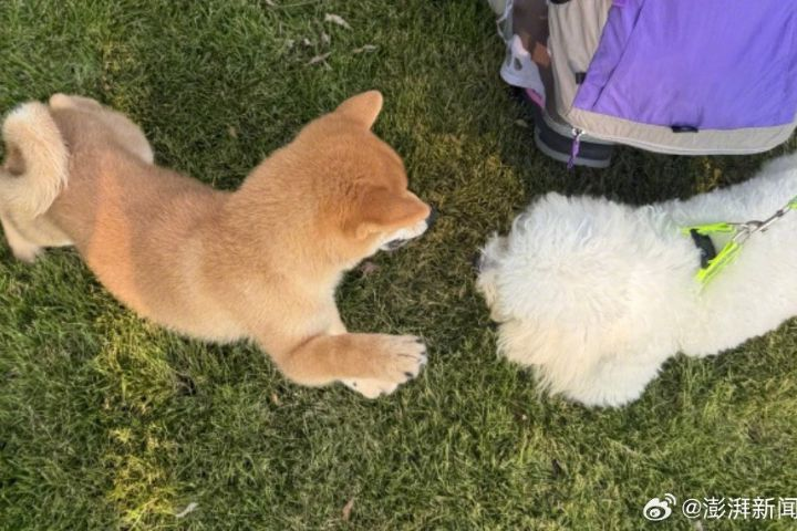 杭州「白天遛狗罰款」衝上微博熱搜　晚間7時才能上街