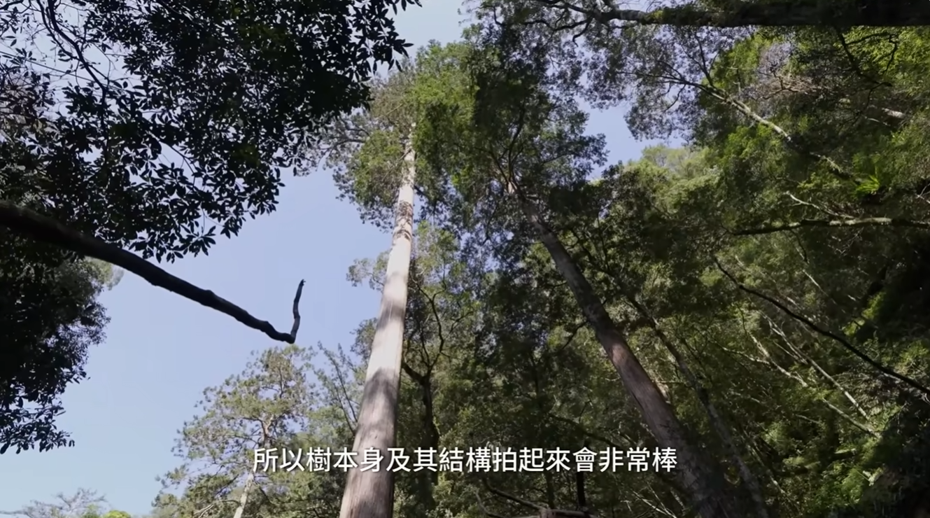 「倚天劍」巨木隱身大安溪上游附近的偏遠山谷之中。研究團隊以金庸武俠小說中的傳奇神器「倚天劍」命名，象徵其直插天際、傲視群林的姿態。圖／取自自然環資-TNF YT頻道