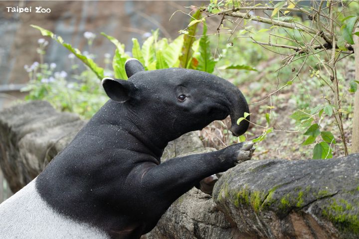 馬來貘「莉姆路」正遇換牙、獨立期　當吃貨安撫情緒