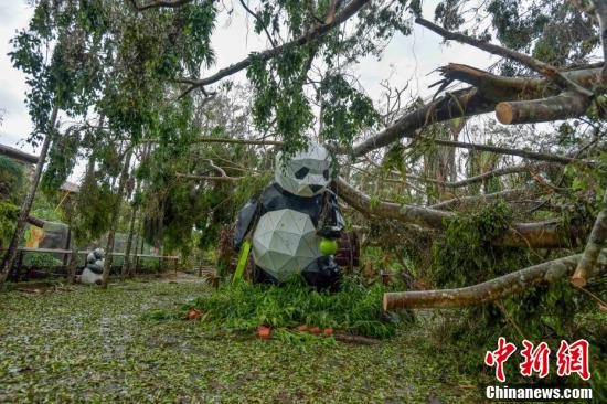 海南熱帶野生動植物園的貓熊館外一雕塑被倒伏的大樹砸中。圖/取自中新社