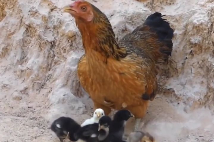 母雞平時給人溫順的印象，但在關鍵時刻仍會展現強烈的保護本能。圖/取自explorer羽睿資訊號影片