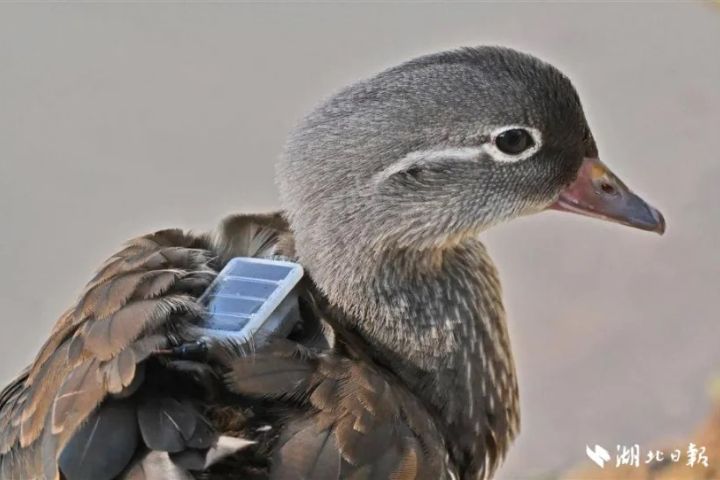 鴛鴦寶寶背上的科技神器——太陽能追蹤裝置。圖/取自《湖北日報》