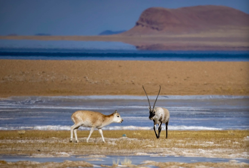 在色林錯湖畔拍攝到的藏羚羊。圖/取自新華社