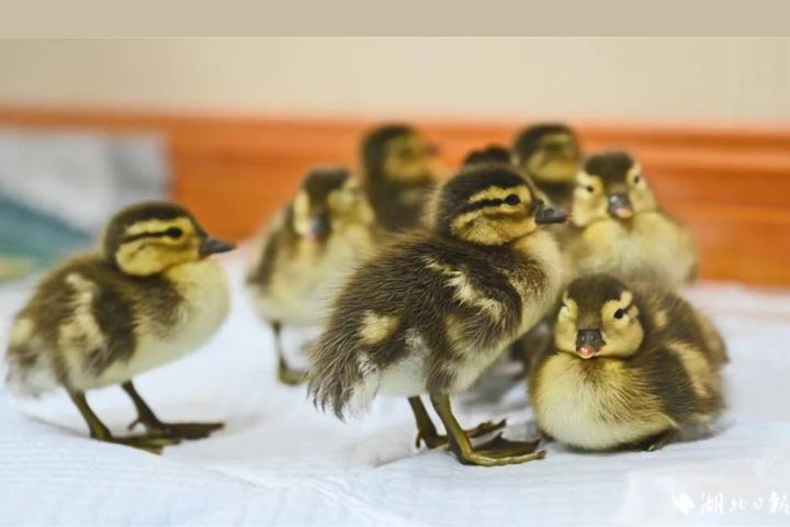 恆溫室里,剛破殼兩天的鴛鴦寶寶正在快樂玩耍。圖/取自《湖北日報》