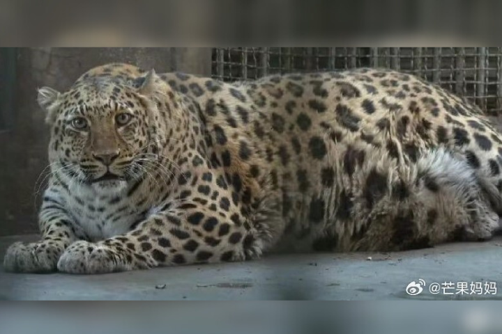 攀枝花動物園內的金錢豹胖得像瓦斯桶。圖/取自芒果媽媽微博