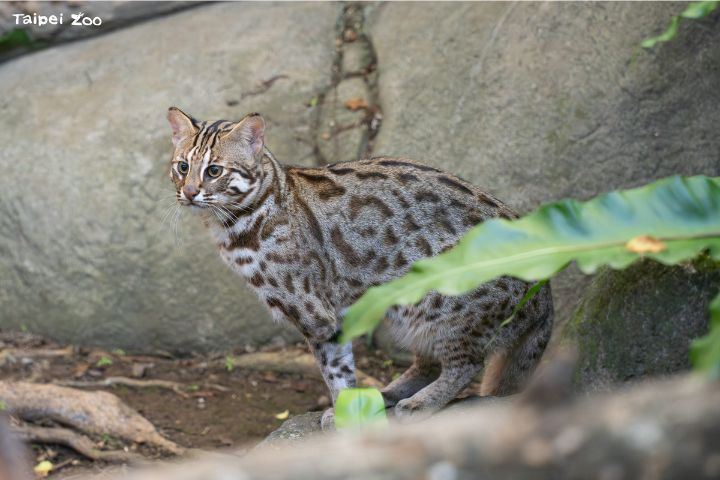  台北市立動物園長期投入農業部林業與自然保育署野生動物救傷收容計畫系統，與生物多樣性研究所、國立屏東科技大學合作石虎保育計畫。圖/台北市立動物園提供