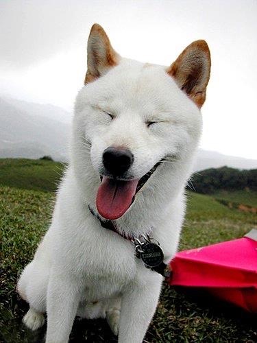 柴犬會鬧小脾氣，但牠的笑容超療。圖/讀者提供