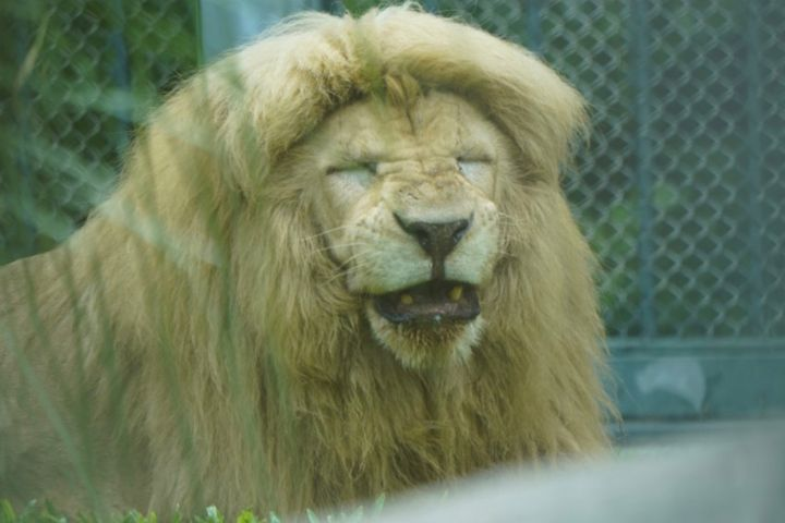 網紅17歲「髮型獅阿杭」離世　廣州動物園要幫牠設銅像