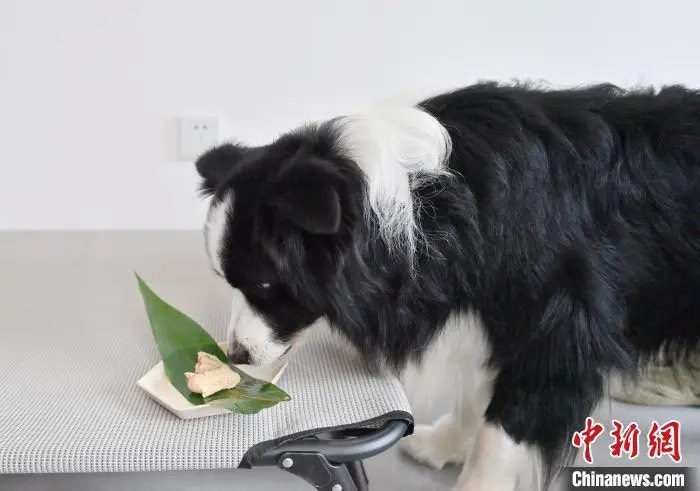 5月21日，吉林長春，寵物正在品嘗粽子。圖/取自中新網