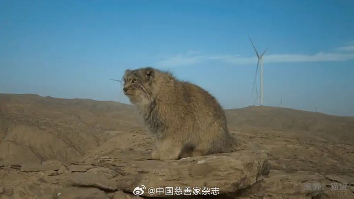 兔猻主要分布於中亞及周邊地區的草原、山地與半乾旱環境，擅長隱蔽與伏擊，獵物包括鼠兔及其他小型哺乳動物。圖/取自中國慈善家雜誌微博