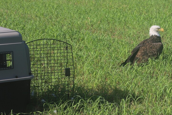 美國國鳥白頭鷲胖到飛不起來　X光發現原來肚內吞了一隻浣熊