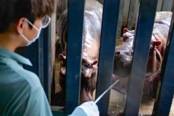 愛動物的碩士不怕「鏟屎」　27歲河馬保育員日清250公斤