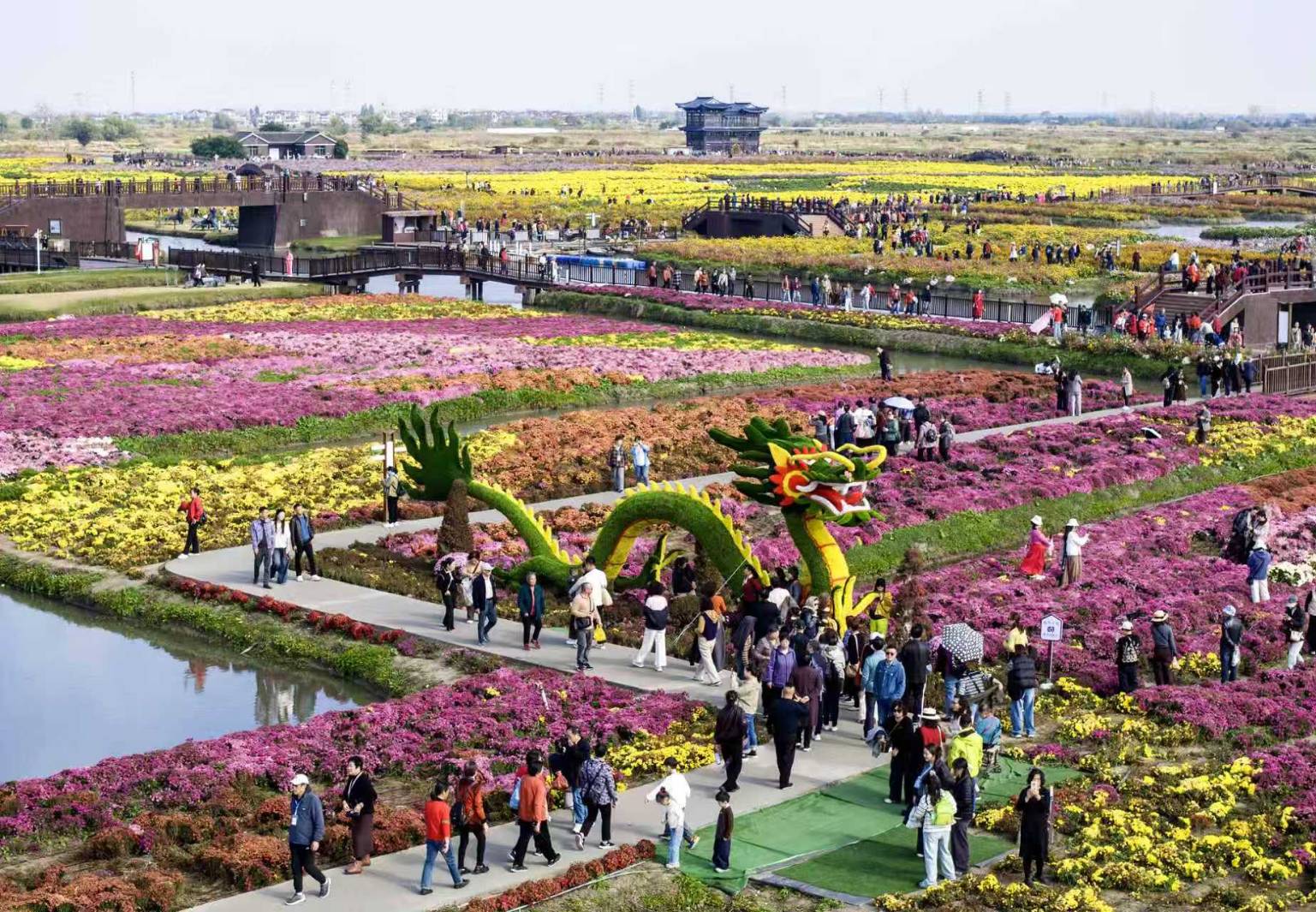 2025年11月6日，遊客在江蘇泰州市興化千垛景區賞菊遊玩。泰州隊在2025江蘇省城市足球聯賽決賽中奪冠後，泰州多個景區面向遊客推出一系列優惠福利。圖／中新社發 湯德宏 攝