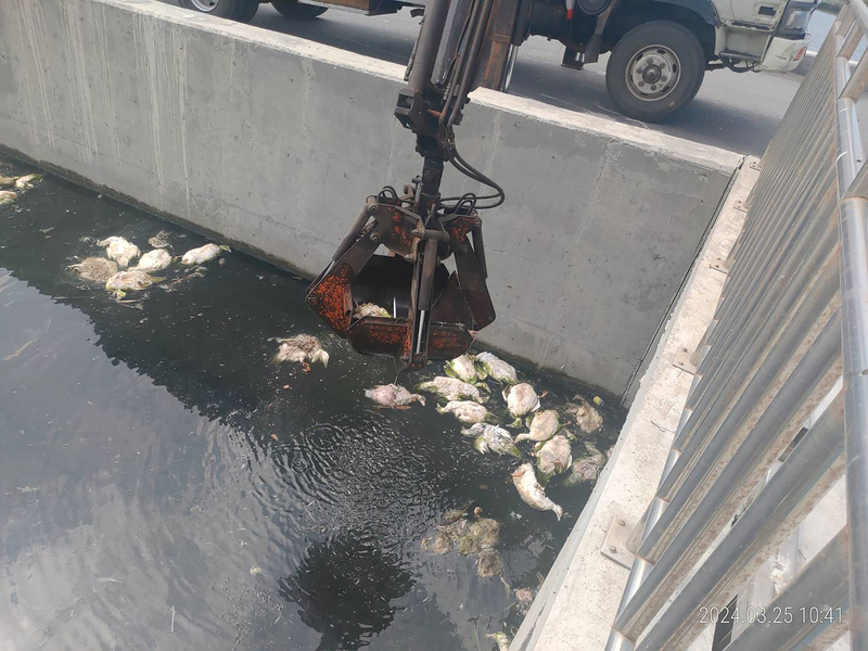 彰化海堤驚見600隻死鴨 慎防禽流感火速打撈消毒