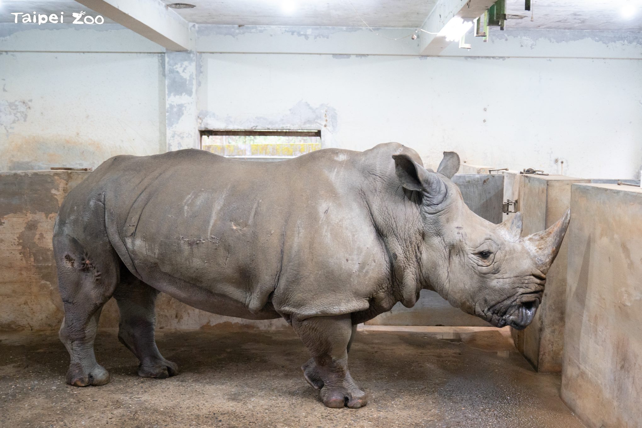 白犀牛「犀敏」到台北動物園已40年，是非洲區最資深的住民之一，但近年身體狀況不佳，於2日上午離世。圖/取自台北動物園網站