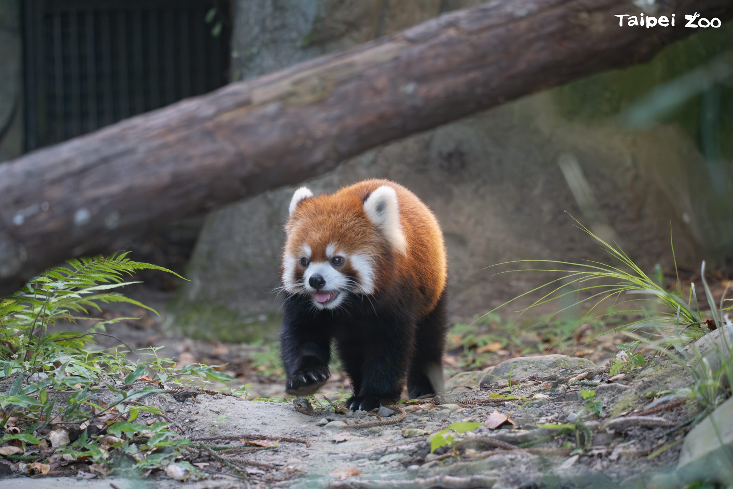 雙城論壇簽署小貓熊物種備忘錄（MOU），台北動物園預計以黑腳企鵝交換上海動物園的小貓熊。圖/台北市立動物園提供