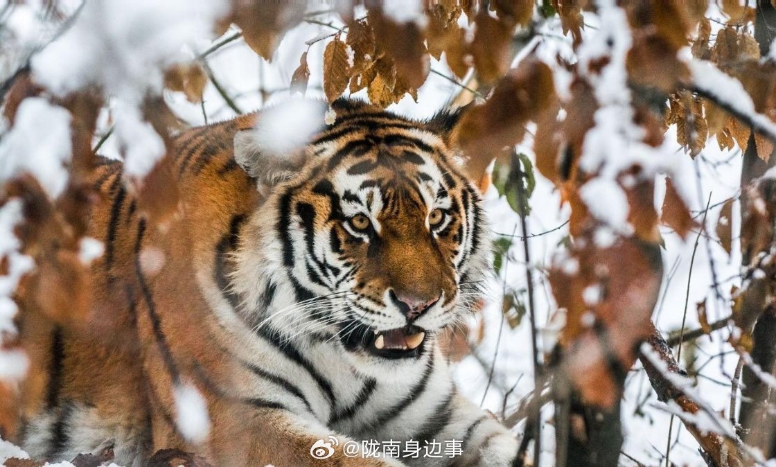 東北虎凌晨進村，成了熱度很高的話題新聞。圖/取自隴南身邊事微博