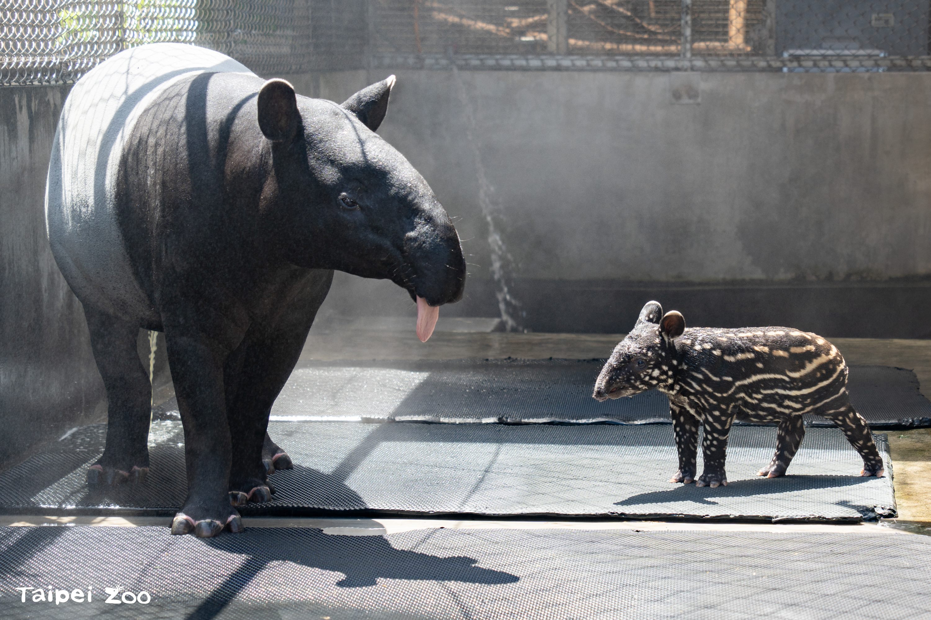 北市動物園小馬來貘滿月 撞名萌王「莉姆路」