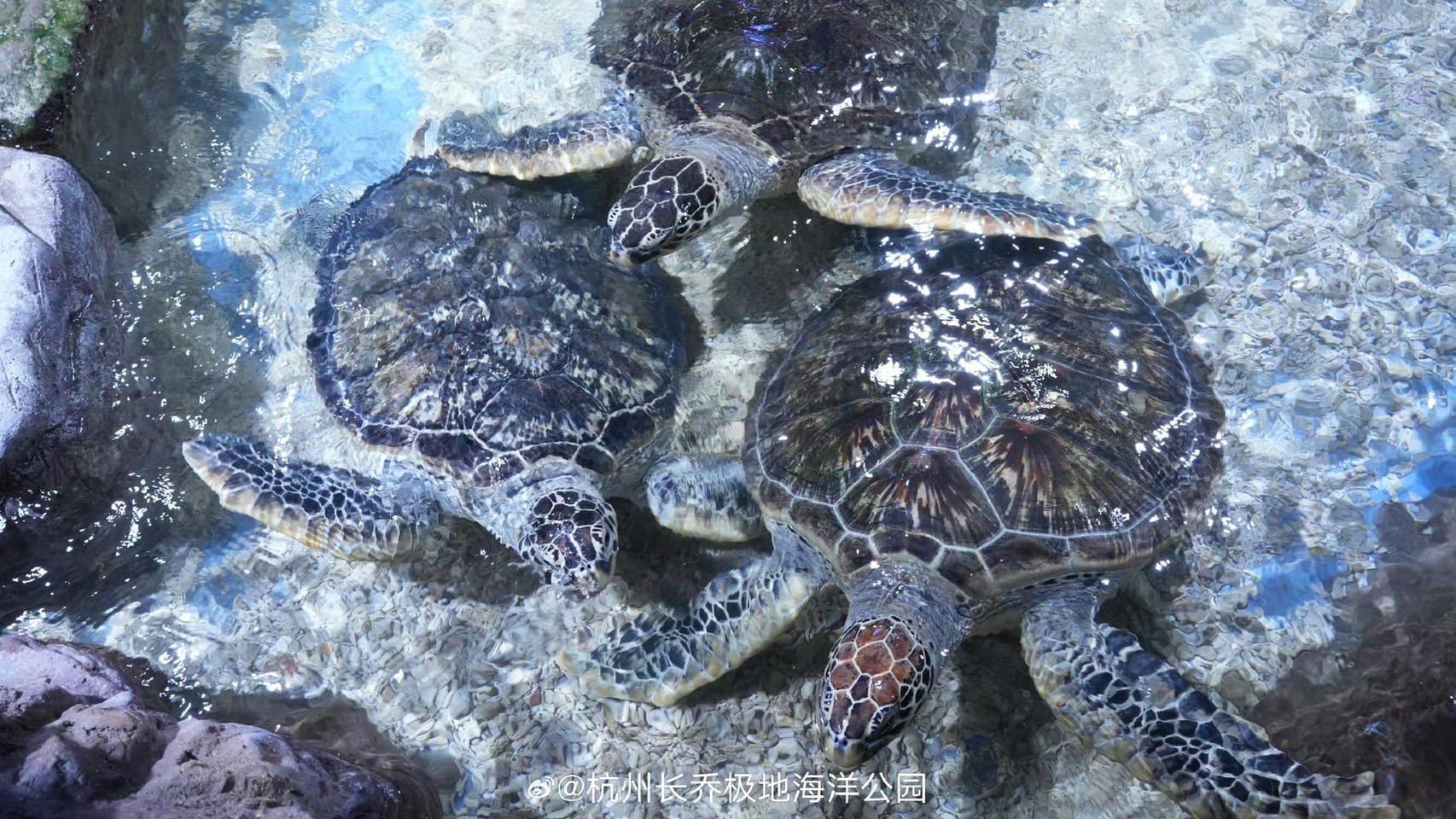 海龜只要誤食一件塑膠垃圾，就足以致命。圖/取自杭州長喬極地海洋公園微博