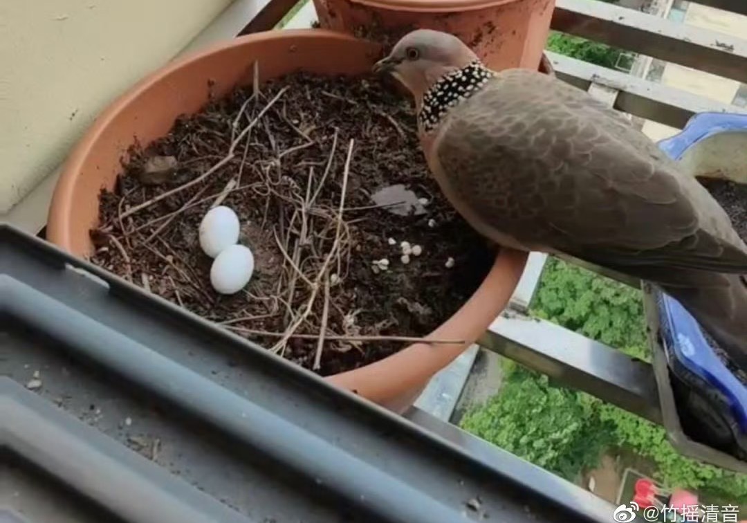 隨便的個性、超級強的適應力，珠頸斑鳩就像是天生天養的樣子。圖/取自竹搖清音微博