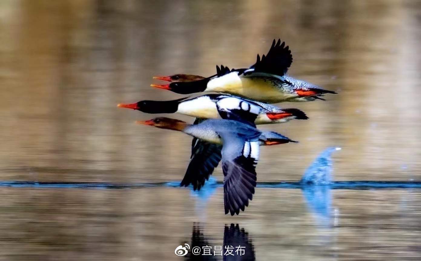 中華秋沙鴨是候鳥，不是一般的水鴨。圖/取自宜昌發布微博