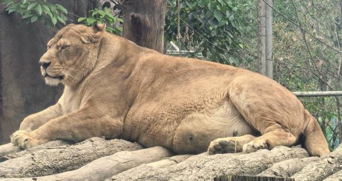 成都動物園中不只有黑豹胖，就連獅子也很臃腫。圖/取自非知名互聯網嘴替微博