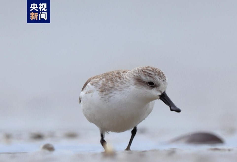 琵嘴鷸作為一種珍稀鳥類，受到廣泛關注和保護。圖/取自央視新聞