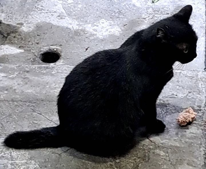 咪咪是隻很有個性的黑貓。圖/陳素貞攝