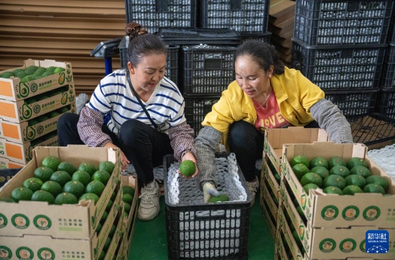 孟連酪梨集配中心內包裝分選後的酪梨。圖/取自新華社