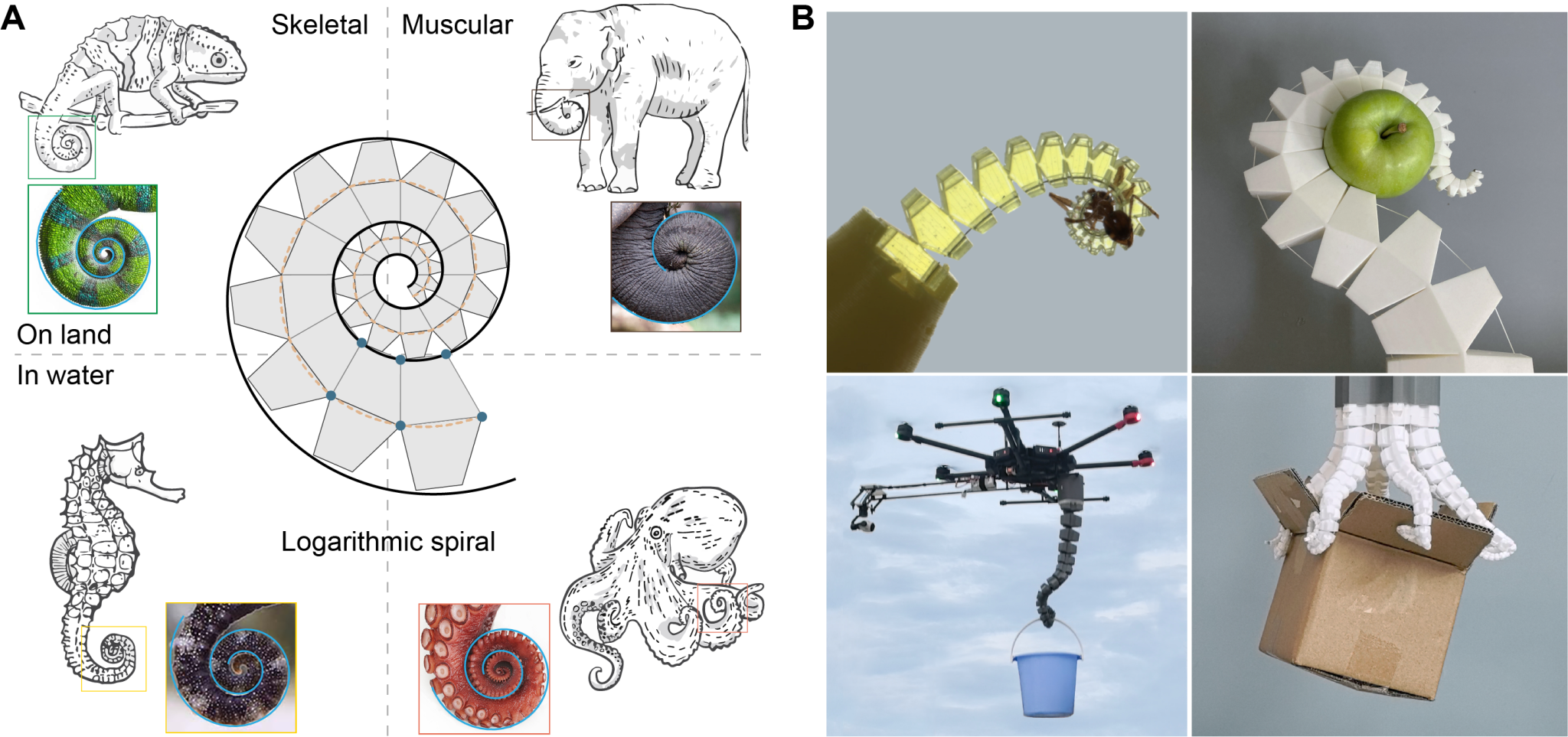 螺旋機器人的設計原理及多種樣機。A圖為螺旋線設計原理的仿生靈感來源。B圖為代表性的螺旋機器人。圖/取自中國科學技術大學