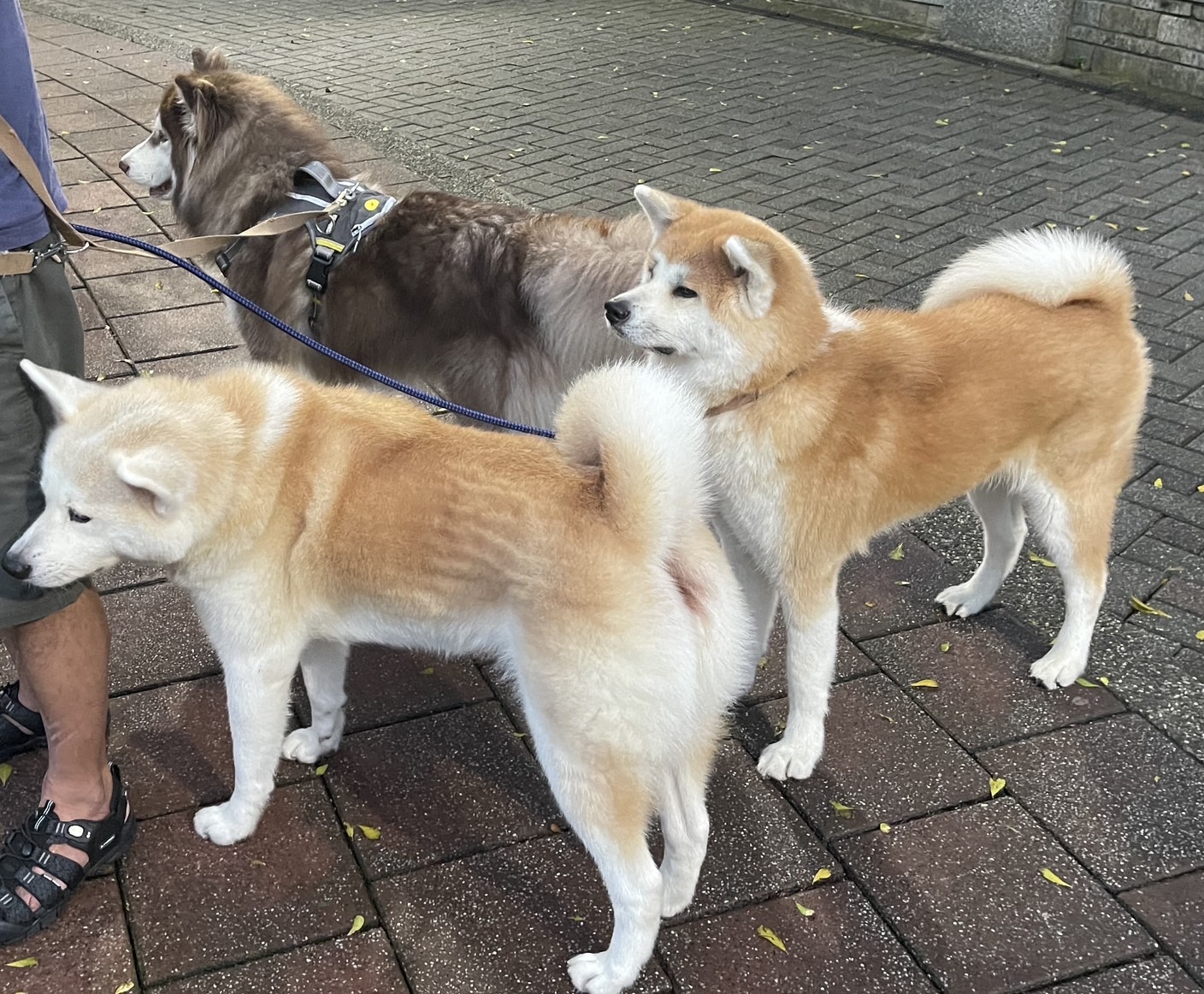 「三大犬」出門可愛又拉風。圖/楊俊斌攝