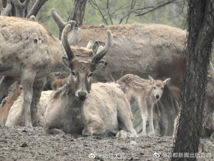 麋鹿公鹿漂亮的鹿角讓人印象深刻。圖/取自首都新聞出版官微