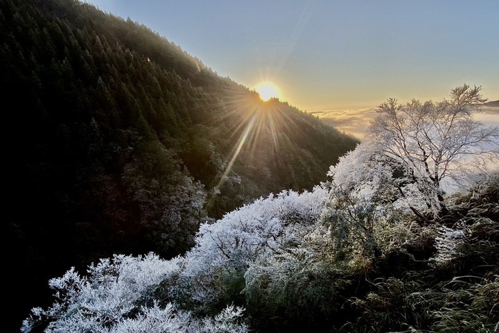 冷氣團發威，宜蘭太平山霧淞日出雲海相映成畫。圖/取自中央社