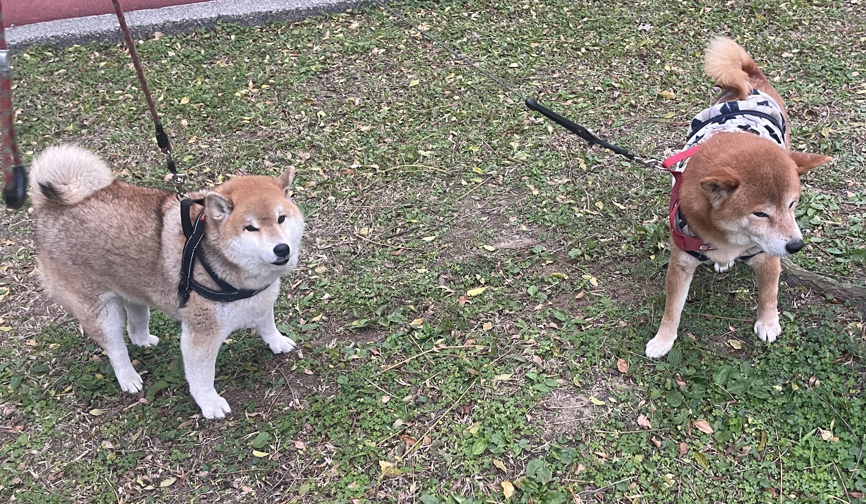 柴犬好兄弟「蕃薯」「鬍子」看起來都是一團和氣的樣子。圖/楊俊斌攝