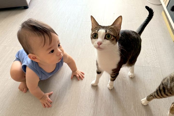 舖設榮獲綠建材標章「 Order floor 超耐磨木地板」，止滑耐磨好清潔，降噪20db以上，孩寵可以隨意跑跳玩耍，讓Tracy好安心。圖/歐德集團提供