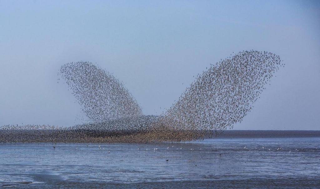 「鳥浪」澎派 遼寧丹東鴨綠江口最美的海天圖畫