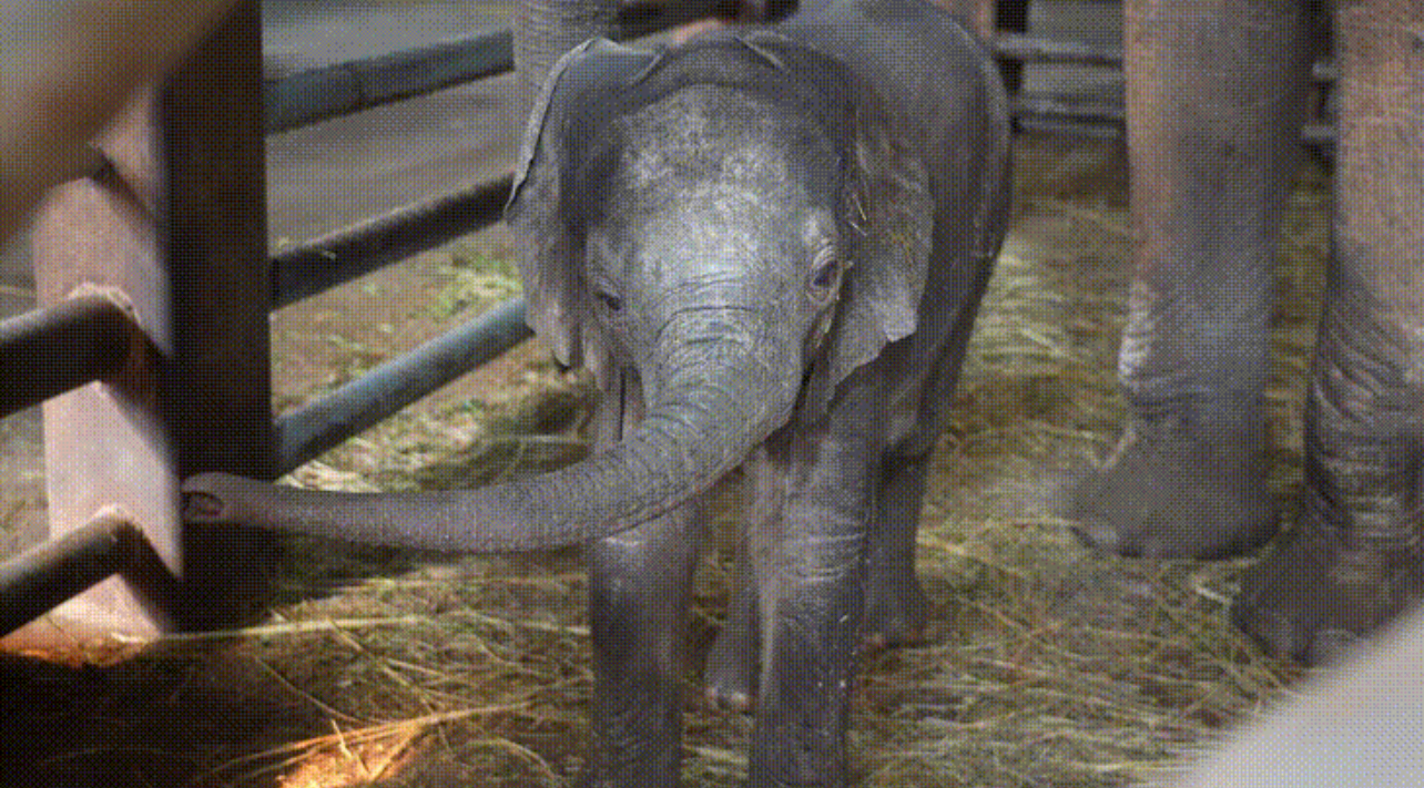 小象寶寶學著媽媽擺著鼻子、嚼草。圖/取自上海野生動物園