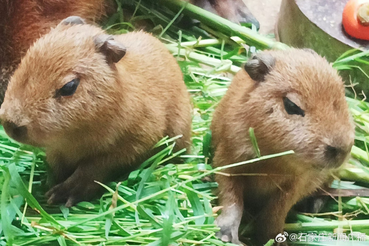 小「卡皮巴拉」超萌 兩隻水豚寶寶成了石家庒市寵物