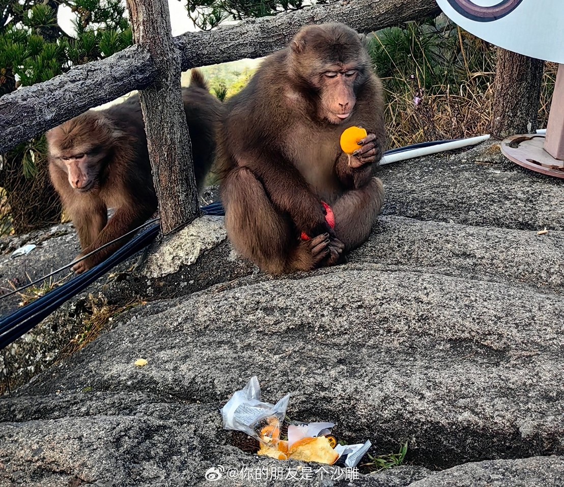 峨眉山猴群為野生猴群，大部分是自主覓食，即使遊客投餵，數量也非常少。圖/取自你的朋友是個沙雕微博