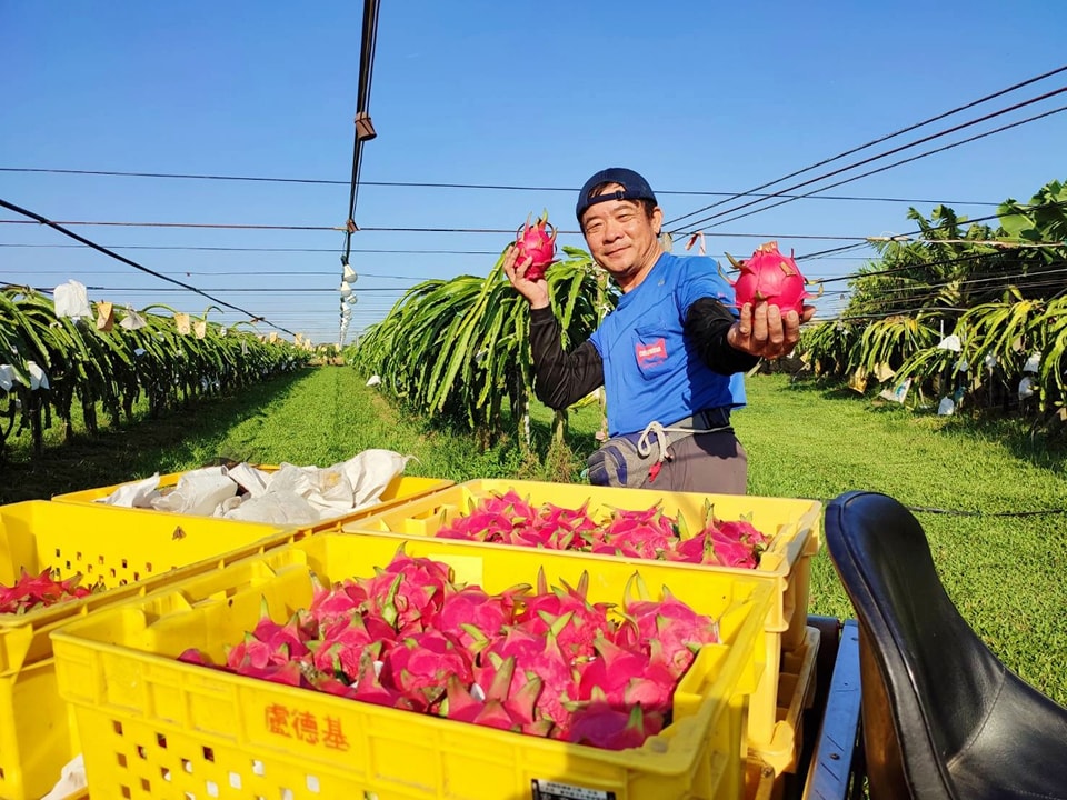 台灣水果品質優良，身受國內、海外消費者喜愛。圖/取自彰化二林開心火龍果 臉書