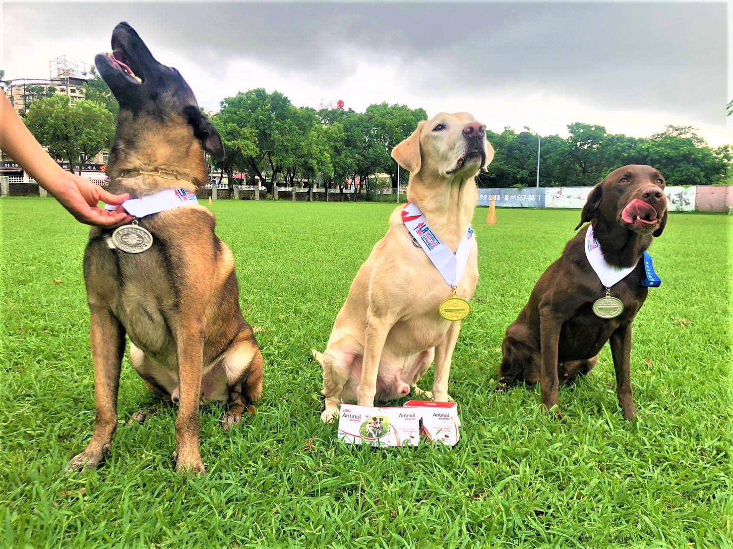 中大型犬種較適合擔任搜救犬。 圖/取自高雄市消防局特搜中隊臉書